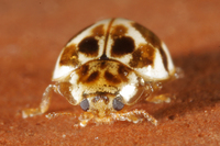 : Psyllobora vigintimaculata; Twenty-spotted Lady Beetle