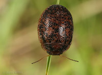 : Trachymela sloanei; Australian Tortoise Beetle