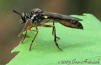 Dioctria hyalipennis - robber fly