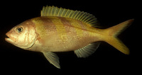Pristipomoides zonatus, Oblique-banded snapper: fisheries, gamefish