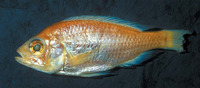 Haplochromis vicarius, :