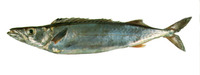 Rexea solandri, Silver gemfish: fisheries
