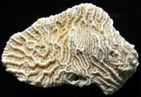 Diploria clivosa - Knobby Brain Coral