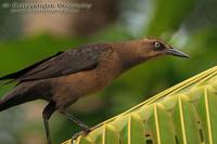 Quiscalus mexicanus - Great-tailed Grackle