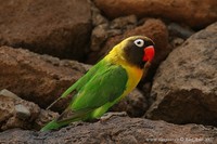 Agapornis personata - Yellow-collared Lovebird