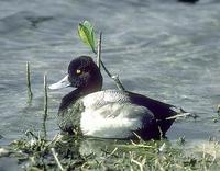 Image of: Aythya affinis (lesser scaup)