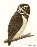 Image of: pulsatrix perspicillata (spectacled owl)