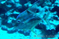 Alectis indicus - Diamond Fish