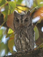 African Scops-Owl - Otus senegalensis
