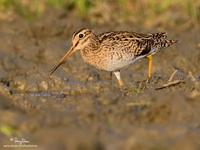 Pintail Snipe (Provisional ID)