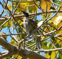 : Philemon corniculatus; Noisy Friarbird