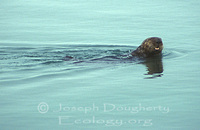 : Enhydra lutris nereis; Southern Sea Otter