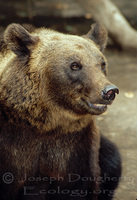 : Ursus arctos spp. horribilis; American Brown Bear