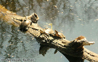 : Actinemys marmorata marmorata; Northwestern Pond Turtle