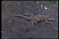 : Agama sp.; Red-headed Agama Lizard