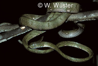 : Boiga drapiezii; White-spotted Cat Snake