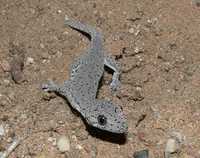 : Strophurus intermedius; Eastern Spiny-tailed Gecko