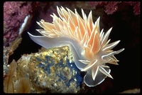: Dirona albolineata; Chalk White Nudibranch