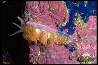 : Phidiana crasicornis; Phidiana Nudibranch