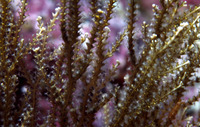 : Sertularia sp.