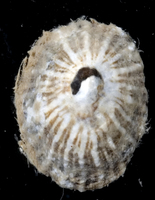 : Siphonaria sp. 1