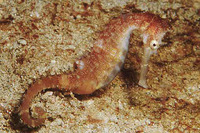 Hippocampus histrix, Thorny seahorse: fisheries, aquarium