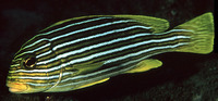 Plectorhinchus polytaenia, Ribboned sweetlips: fisheries