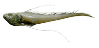 Gadomus longifilis, Treadfin grenadier: