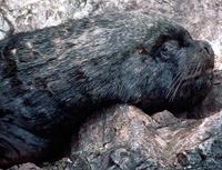 Image of: Otaria flavescens (South American sealion)