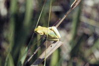 Hyla cinerea - Green Tree Frog