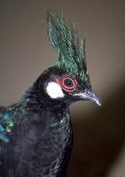 Polyplectron napoleonis - Palawan Peacock-Pheasant