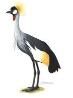 Image of: Balearica regulorum (grey crowned-crane)