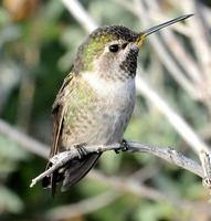 Image of: Calypte anna (Anna's hummingbird)