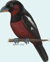 Image of: Cymbirhynchus macrorhynchos (black-and-red broadbill)