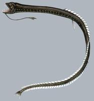 Image of: Idiacanthus fasciola (deepsea stalkeye fish)