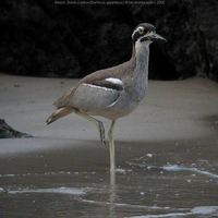 Beach Thick-knee - Esacus neglectus