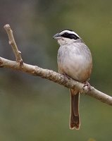 Stripe-headed Sparrow - Aimophila ruficauda