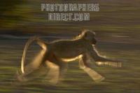 yellow baboon running stock photo
