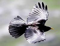 Alpine chough (Pyrrhocorax graculus) in flight and close-up © Phil Farrer