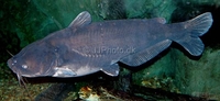 Blue Catfish Ictalurus furcatus