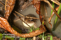 : Limnodynastes peronii; Striped Marsh Frog