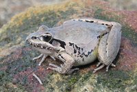 : Litoria latopalmata; Broad Palmed Rocket Frog