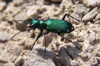 : Cicindela sexguttata; Six-spotted Green Tiger Beetle