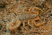 : Buthus occitanicus; Scorpion