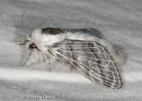 : Tolype sp.