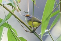 キバラサイホウチョウ Mountain Tailorbird Orthotomus cuculatus