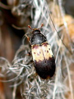 Dermestes lardarius - Larder Beetle
