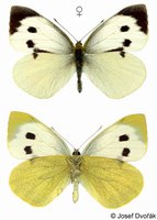 Pieris brassicae - Large White