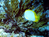 Chaetodon ocellatus, Spotfin butterflyfish: aquarium