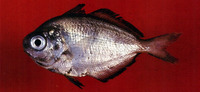 Psenes pellucidus, Bluefin driftfish: fisheries